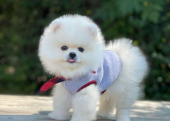 Safkan Pomeranian Boo Yavrularımız